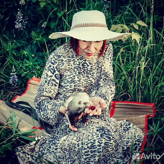 Передержка домашних животных