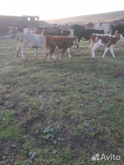 Бычки, тёлочки, говядина, баранина мясо,тушами