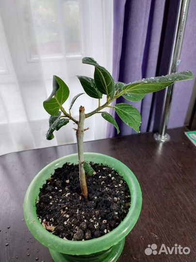 Сортовые фикусы