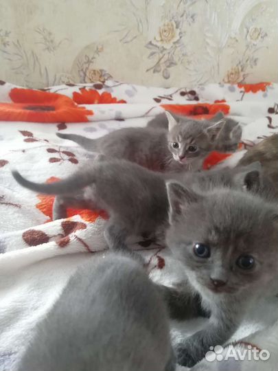 Котята в добрые руки бесплатно