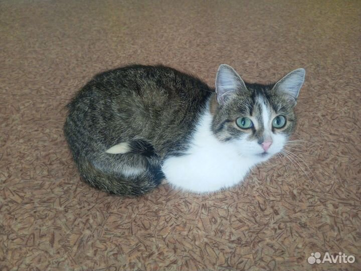 Кастрированный котик