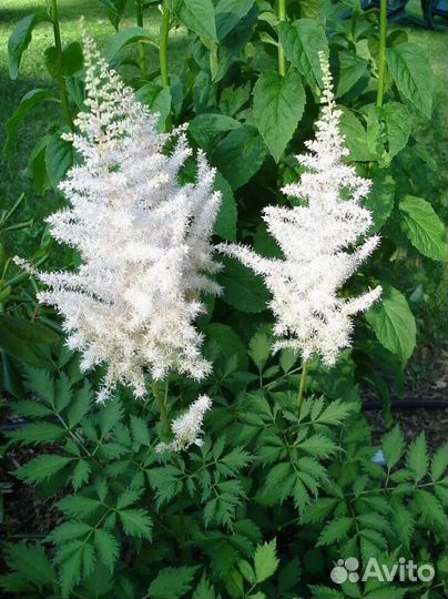 Астильба, хоста