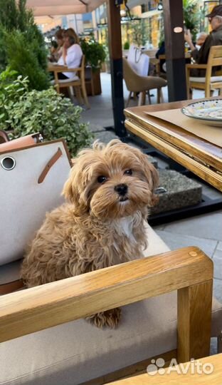 Мальтипу f1 шикарные малыши