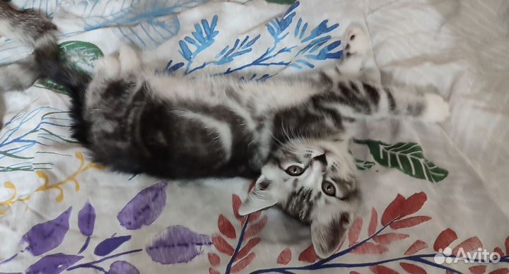Котята в добрые руки, мальчик, 2 мес