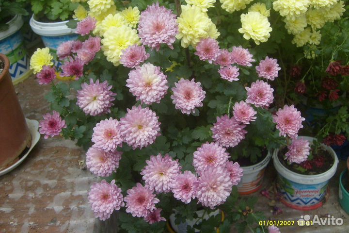 Мини Хризантемы-мультифлора