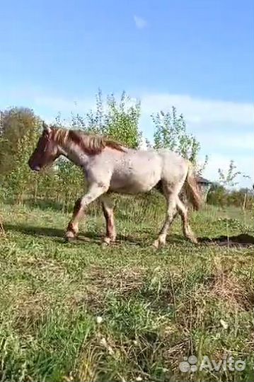 Тяжеловоз.Жеребчик-эксклюзив в1 год 163 см.в холке