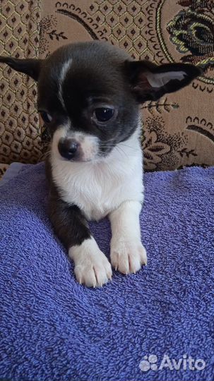 Чихуахуа, девочка, 2мес