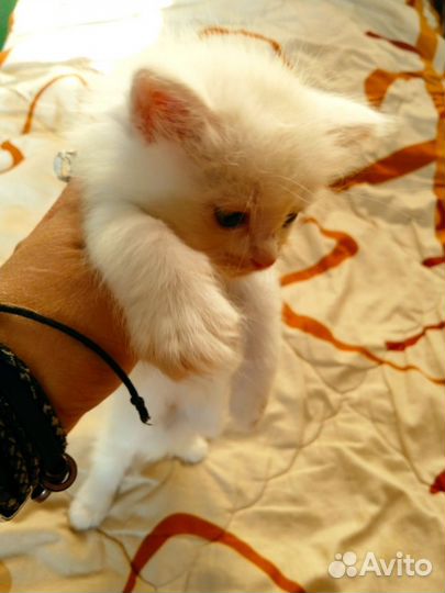 Котята турецкой ангоры