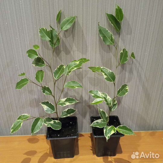 Фикус Бенджамина Кинки