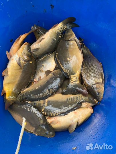 Зарыбление прудов-озер карп амур карась линь