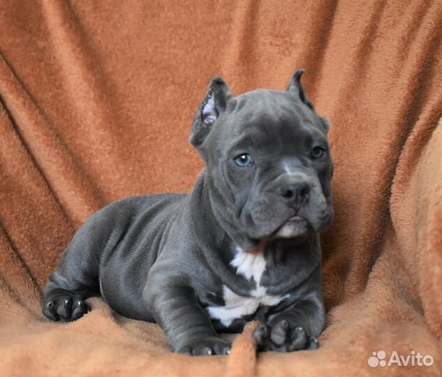 Щенки американский булли покет