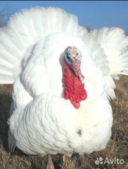 Индюки индюшата