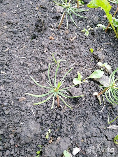 Кедры сибирские