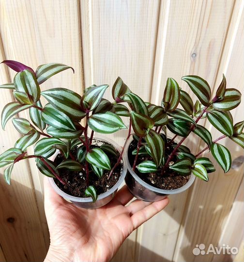 Традесканция Зебрина