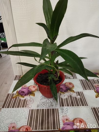 Комнатные растения