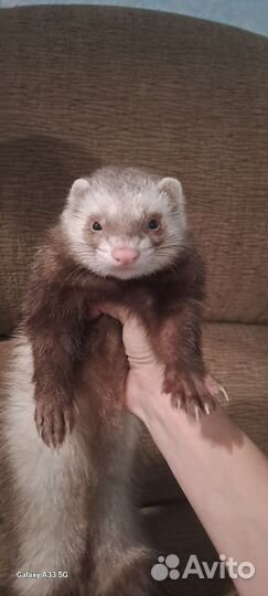 Домашний хорек с клеткой