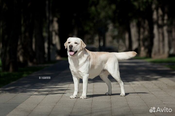Кобель лабрадора вязка