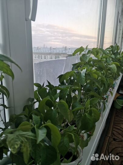 Перецы и баклажаны рассада