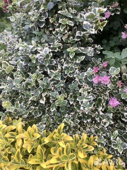 Бересклет Сильвер Квин саженцы