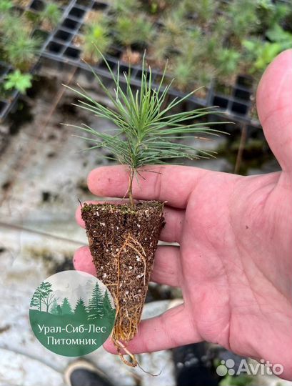 Сеянцы зкс Сосна Ель Лиственница окс Голуб Горн