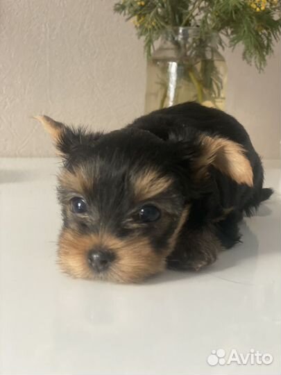 Продам щенка(мальчик )