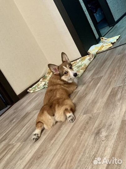 Вельш-корги пемброк