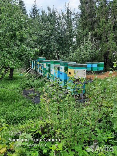 Продам пчелосемьи