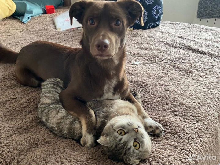 Передержка собак в домашних условиях