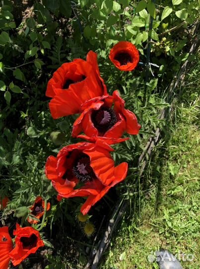 Мята ананасная и ментоловая, примула, медуница