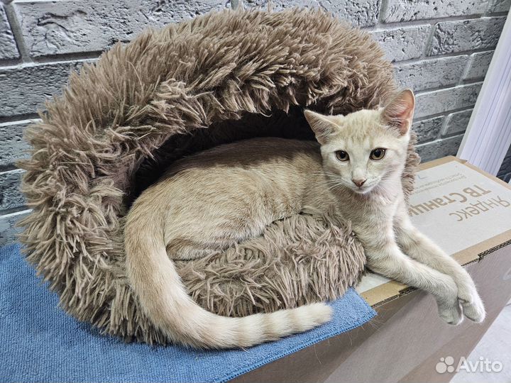 Котенок в добрые руки