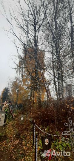 Спил, удаление, вырубка деревьев