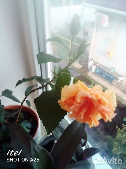 Гибискус желтый махровый