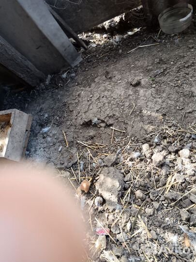 Китайская хохлатая петухи