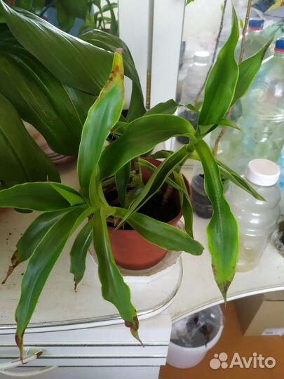 Растение золотой ус