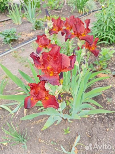 Сортовые ирисы многолетники