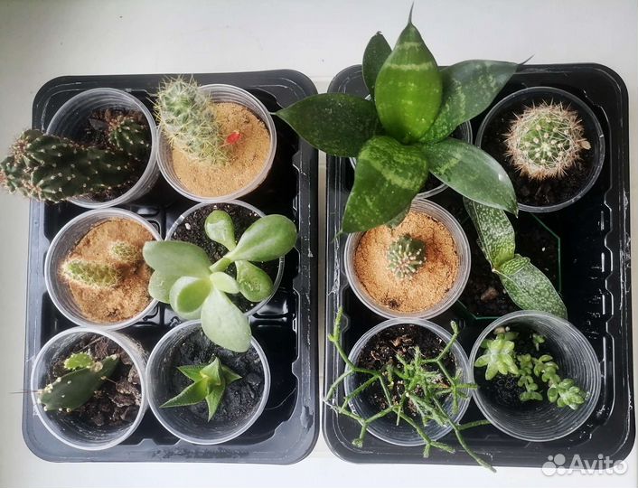 Молодые суккуленты и кактусята