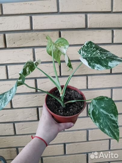 Монстера вариегатная Альба