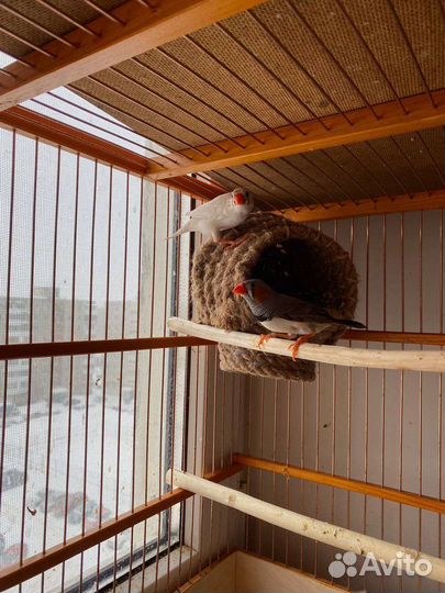 Амадины птенцы