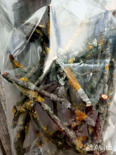 Палочки с лишайником