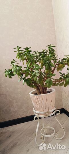 Крассула Толстянка денежное дерево