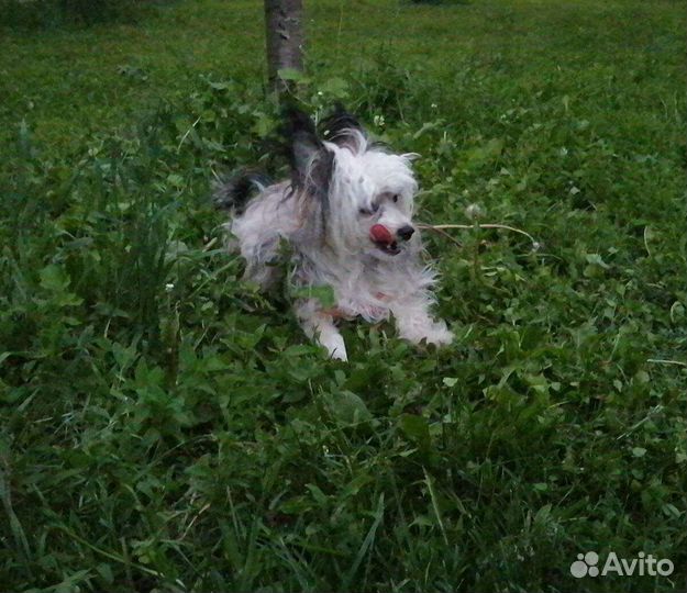 Вязка китайская хохлатая