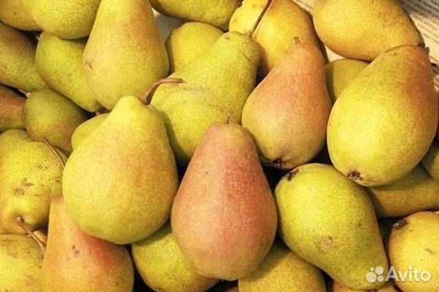 Саженцы груши Первомайская