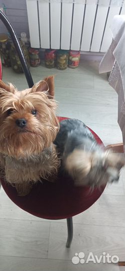 Йоркширский терьер