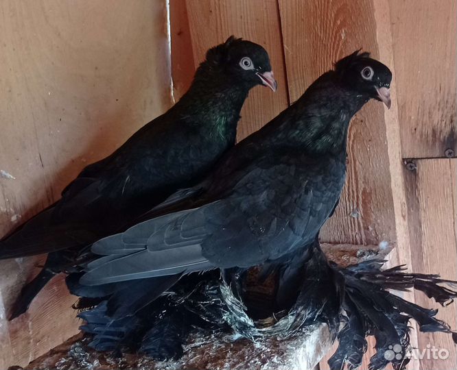 Продам разные породы голубей