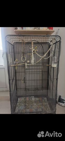 Корелла пара