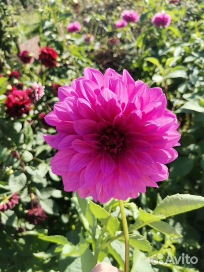 Георгины клубни крупные