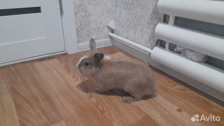 Декоративный кролик с клеткой