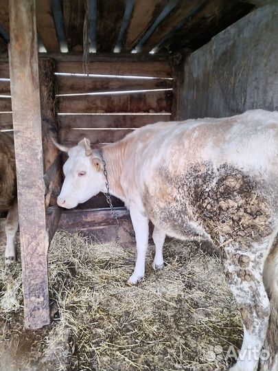 Корова высокоудойная