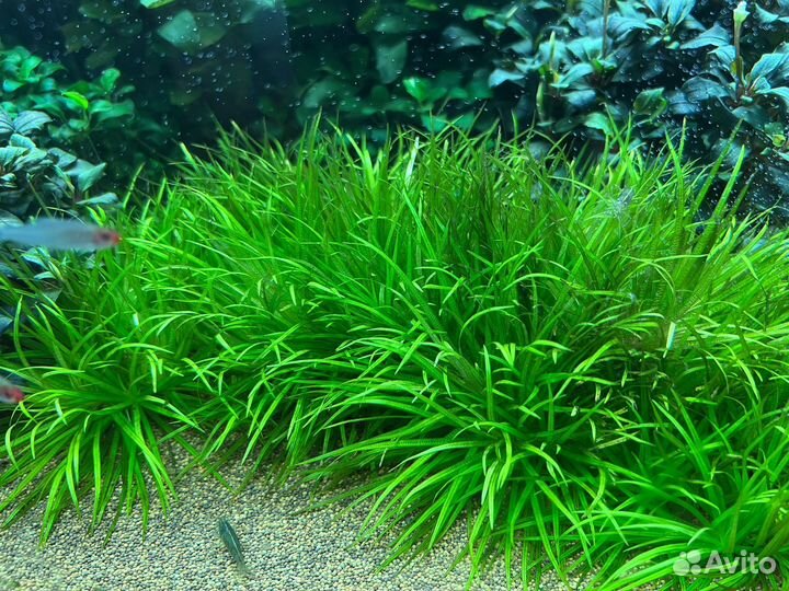 Буцефаландры