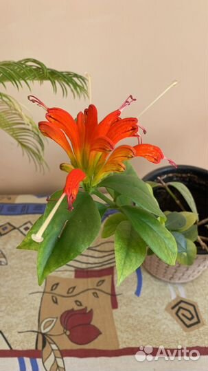 Комнатные цветы